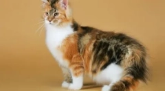 Tehotné ženy nemôžu zdvihnúť mačky: mýtus alebo pravdu?